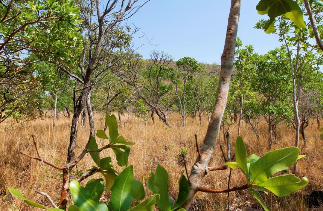 Governo do Tocantins celebra redução de 31,56% do desmatamento no bioma Cerrado do Estado, em junho de 2024