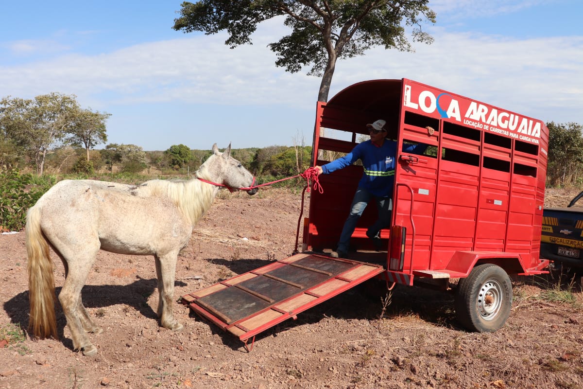 Ação conjunta em Gurupi recolhe animais de grande porte abandonados e soltos nas ruas